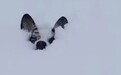 生活在北方的狗狗太难了 别人玩雪它“游雪”