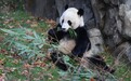 中美续签合作协议，大熊猫留美延长至2023年底