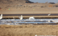 大天鹅成群结队飞抵石羊河国家湿地公园越冬