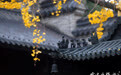 银杏叶落满梵宇，七塔古寺更添几分禅意