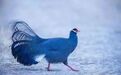 难得一见的天祝蓝马鸡，真是太漂亮了！