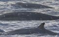 中科院深海所研究团队在南海发现神秘喙鲸