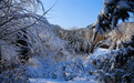 开启冰雪狂欢！青岛森林野生动物世界 趣·探索 冰雪乐园闪亮登场