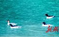 南山国家公园：中华秋沙鸭伴鸳鸯戏水栖息