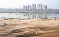 长江边现“沙坑景观” 水文专家解释：与去年汛期洪水较大有关
