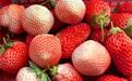 @民勤人 冬天的第一颗草莓，您安排了吗？