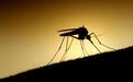 日本人工合成蚊子蛋白质，开发出高敏感度气味传感器