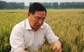 新突破!国内首个高黄酮小麦品种诞生