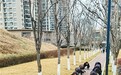 古城市民组团模仿动物爬行健身走红网络