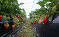 红红的草莓 红红的日子：现代农业带动潜江百姓脱贫致富