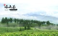 塔山老川茶有机生态茶,买茶叶，就选老字号！