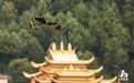 今年春节留在甘肃，带你探秘“飞羽世界”！