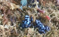 迷彩箭毒蛙惊现吉林市 专家称其为全球毒性最强物种之一