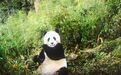 超萌！白水江畔野生大熊猫近距离秀“吃播”