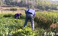 春光无限好，象山柑橘苗木销售旺