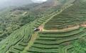 惠东茶产业3万多亩年产值3.6亿元