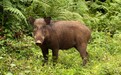研究：“破坏者”野猪对雨林多样性维持起重要作用
