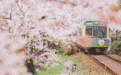 国内就有日本同款花海火车，6块钱就能坐到底，将迎来最美春天！