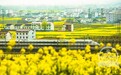 春游坐高铁半价逛汉中 旅游列车带你畅游油菜花海