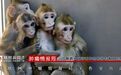 数千猴子被用于美国核弹生化实验？揭中国限制出口实验猴真相