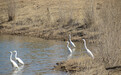 春江水暖"鸟"先知 张掖临泽流沙河迎大批北迁"精灵"