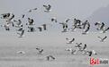 遵化：龙门湖候鸟“舞”