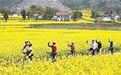 畅享春日好时光 洋县14.1万亩油菜花次第绽放