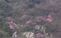 映山红大片开花，北仑峙头春色正浓