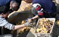 青岛海星泛滥致蛤蜊等大规模死亡 官方允许特殊措施捕捞海星