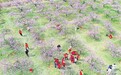 永修县滩溪镇凤凰山桃花园桃花盛开 美不胜收（图）