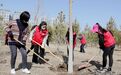 建设美丽武威：凉州区积极开展压沙造林志愿活动