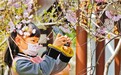 春花烂漫 “乐”享春光 西安的春花邀你约会