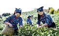 乐平高家镇水库库区茶园飘香 茶农女工采茶忙