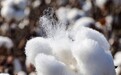 中国储备粮管理集团：新疆棉花中国自己还不够用