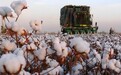 国际组织抹黑新疆棉花，英国博主揭其背后利益关系