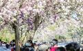 清明假期首日 我市各景区商街迎来客流高峰 津城花如海 美景醉游人
