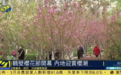 出圈！第七届中国（鹤壁）樱花文化节引来央视、凤凰卫视等关注