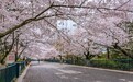 人山人海 青岛中山公园樱花盛放引数十万游客赏樱游园