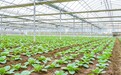 年产优质蔬菜高达800吨 青岛莱西市大棚产业助民增收