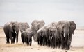 研究：如果没有象牙贸易，非洲大象能拥有大量的栖息地
