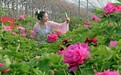 第九届汉牡丹文化节“云”端发布会暨柏乡县重点招商项目签约仪式在石举行