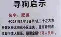 长沙女子悬赏15万找狗？当事人：爱狗受伤已被好心人送医