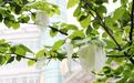 “国宝植物”珙桐在长沙首次开出“鸽子花” 比铁树开花更令人惊奇