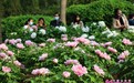 济南：谷雨时节赏牡丹