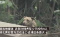 比特犬游荡咬伤数人 一人被自家卡斯罗犬救下