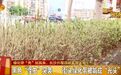 慎入！绿化带“秃”如其来 枝头趴满黑色长虫
