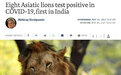 印度一动物园8头狮子确诊新冠