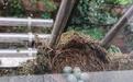 长沙市民家连续5年有鸟筑巢 最后一只鸟宝宝飞离巢穴