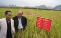 袁隆平的理论遗产：从55年前的开创性论文到杂交水稻总设计师