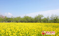 甘肃永靖：油菜花开 遍地金黄好风光